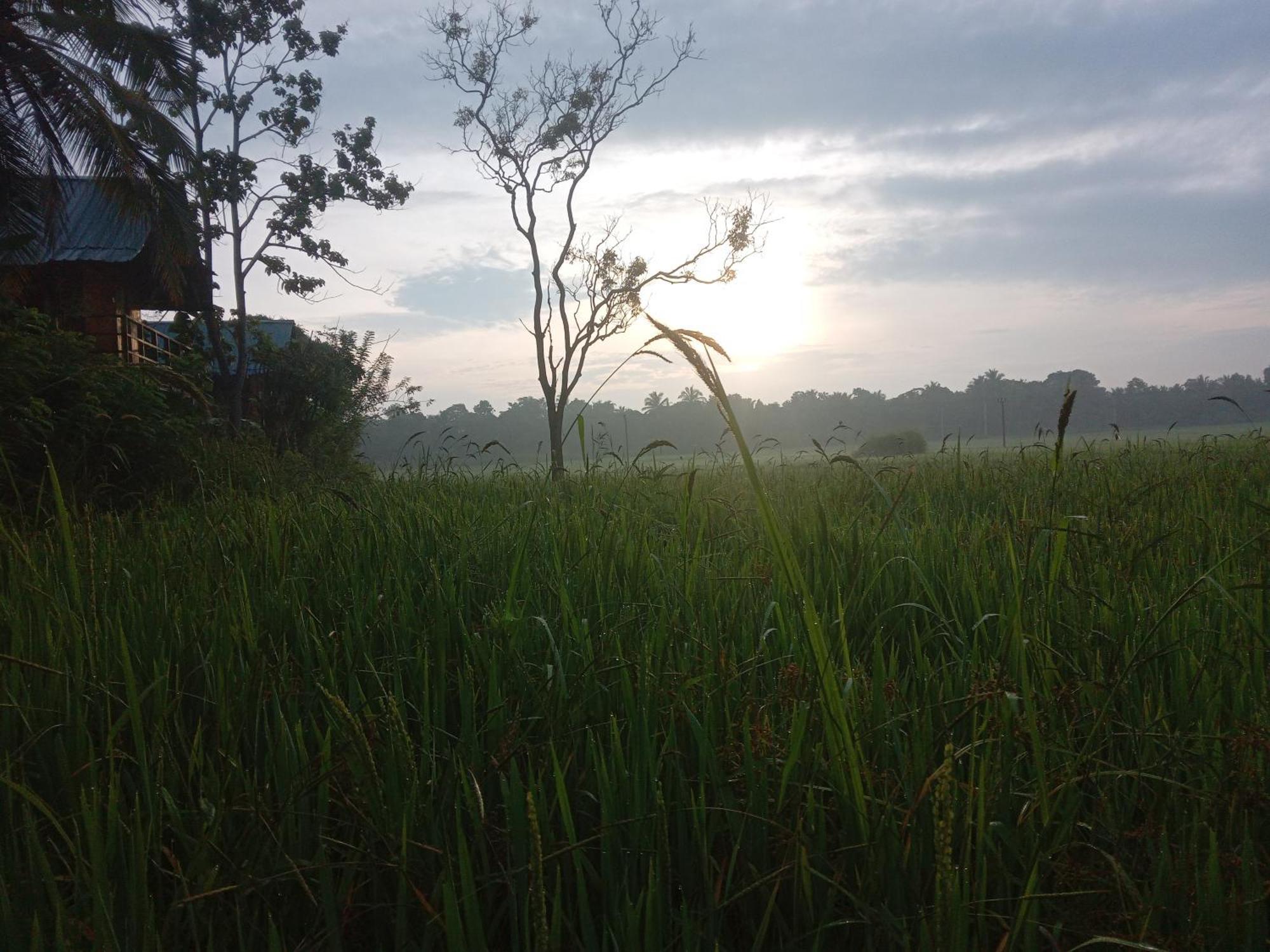 Willa Sigiriya Paddy Field Hut Pokój zdjęcie